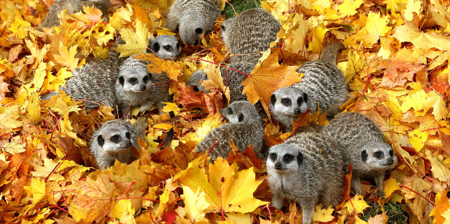 Ezek az állatok odavannak az őszért – képek!