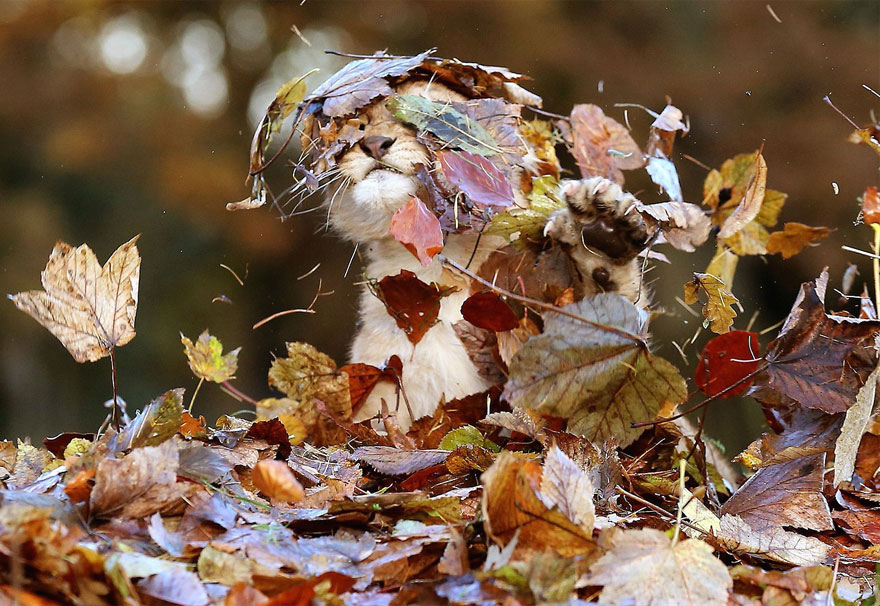 Ezek az állatok odavannak az őszért – képek!